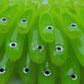 Knacker Shad Pro - Lemon